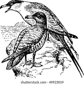 Bird Stercorariidae