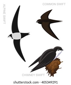 Bird Swift Set Cartoon Vector Illustration