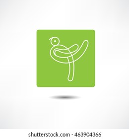 bird symbol and logo design element