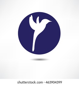 bird symbol and logo design element