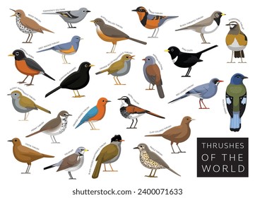 Bird Thrushes of the World Set Cartoon Vector Character