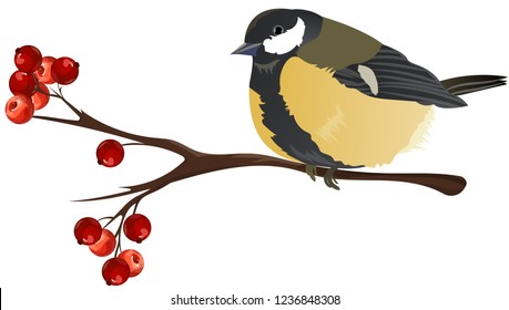 bird tit on a branch with berries