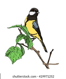 Bird tit on a branch. Vector illustration