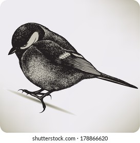 Bird titmouse, hand-drawing.
