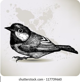 Bird titmouse, hand-drawing. Vector illustration.