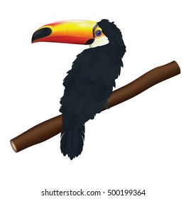 The bird toucan for your design