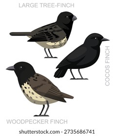Bird Tree Finch Set Cute Cartoon Vector