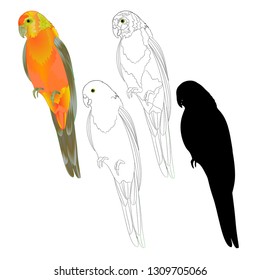 Bird tropical Parrot Sun Conure   natural and outline and silhouette on a white background vector illustration editable hand draw