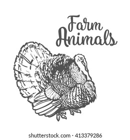 Bird Turkey is in full growth. Black and white realistic sketch illustration of turkeys, concept farm poultry meat, vector.