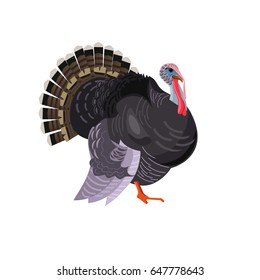 Bird turkey. Vector picture isolated on white background,side view image