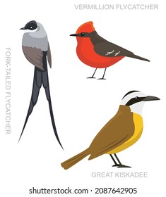 Bird Tyrant Flycatcher Set Cartoon Vector Illustration