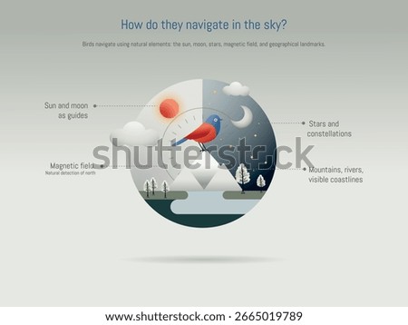 Bird using natural elements like sun, moon, stars, magnetic field and geographical landmarks to navigate and find its way during migration, infographic explaining bird migration