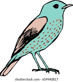 Bird, vector