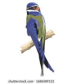 Bird Vector art illustration colorful