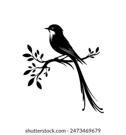 Bird vector art illustration Silhouttee Design 