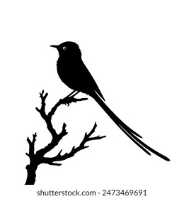 Bird vector art illustration Silhouttee Design 