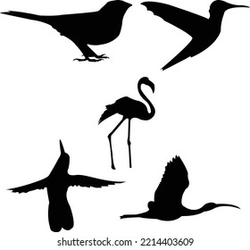 Bird vector art work fesign