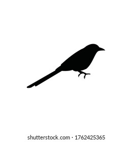 Bird vector design for inspiration