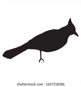 Bird vector, bird icon vector, vector illustration.