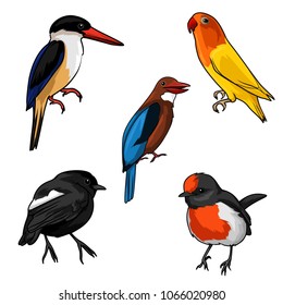 bird vector illustration