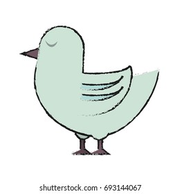 bird vector illustration