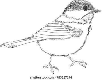 Bird vector illustration