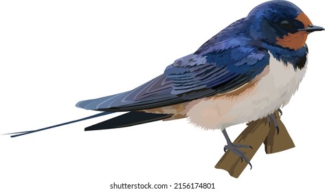 Bird vector illustration of Barn Swallow Hirundo rustica pech on small branch