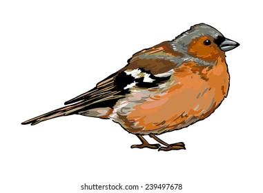 bird vector illustration. Chaffinch.