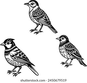    Ilustración vectorial de aves, diseño de Ilustración vectorial de aves.
