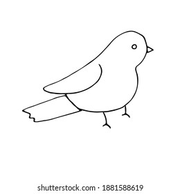 Bird, vector illustration, doodle, hand drawing