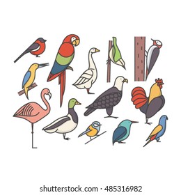 Bird, vector illustration, icon set: macaw, bullfinch, parrot, rooster, duck, flamingo, goose, kingfisher, eagle