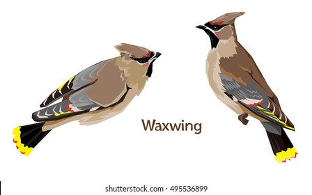 bird vector, vector illustration isolated birds. birds flying, bird Waxwing. 
