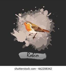 Bird vector illustration robin with watercolor splash  background