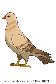 bird vector illustration,isolated on white background,animal top view