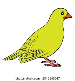 bird vector illustration,isolated on white background,top view