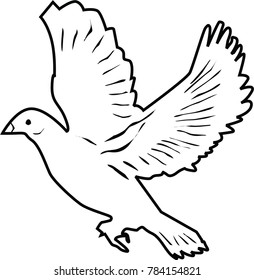 Bird vector image