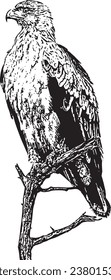 bird vector image in black and white, silhouette, vintage style, inking style, drawing style, monochrome