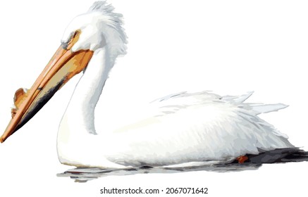 Bird Vector Image of an Isolated American White Pelican Animal