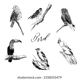 Bird vector ink drawing set, toucan, little birds, etc