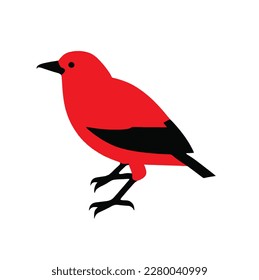 bird vector on white background, vector illustration, vector art work