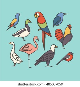 Bird, vector outline illustration, icon set: macaw, bullfinch, parrot, rooster, duck, flamingo, goose, kingfisher, eagle