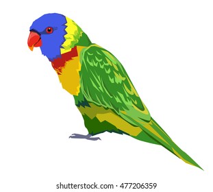 bird vector, parrot vector, rainbow lorikeet