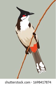 A Bird in vector is red-whiskered bulbul , colorful of natural.