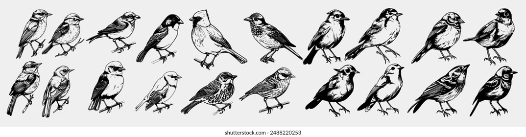 Conjunto De Vector De Pájaro, Ilustración Dibujada A Mano. Vector aislado Black Outline Birds, simbolizando la Naturaleza y los Elementos de la vida silvestre para proyectos creativos