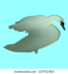 Bird vector, swan vector illustration