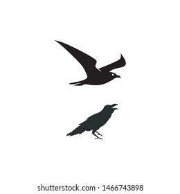 bird vector,raven logo design, modern bird design