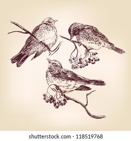 Bird  - Vintage Hand Drawn Vector Illustration