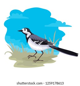 Bird wagtail walks through the grass, walks. Sky and grass on the background