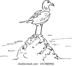bird in the water. sketch of gull. vector