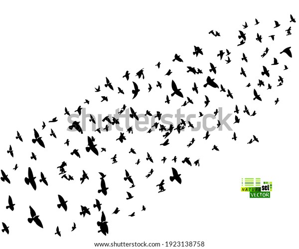 Bird watercolor. A flock of colorful birds.\
Mixed media. Vector\
illustration